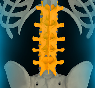 Lumbar spine anatomy
